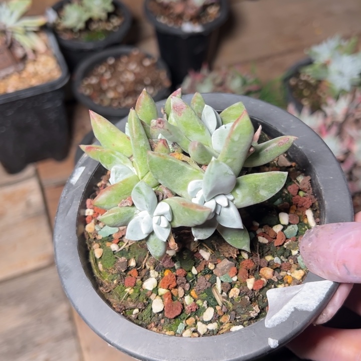 425哈哈哈哈哈哈哈哈多肉