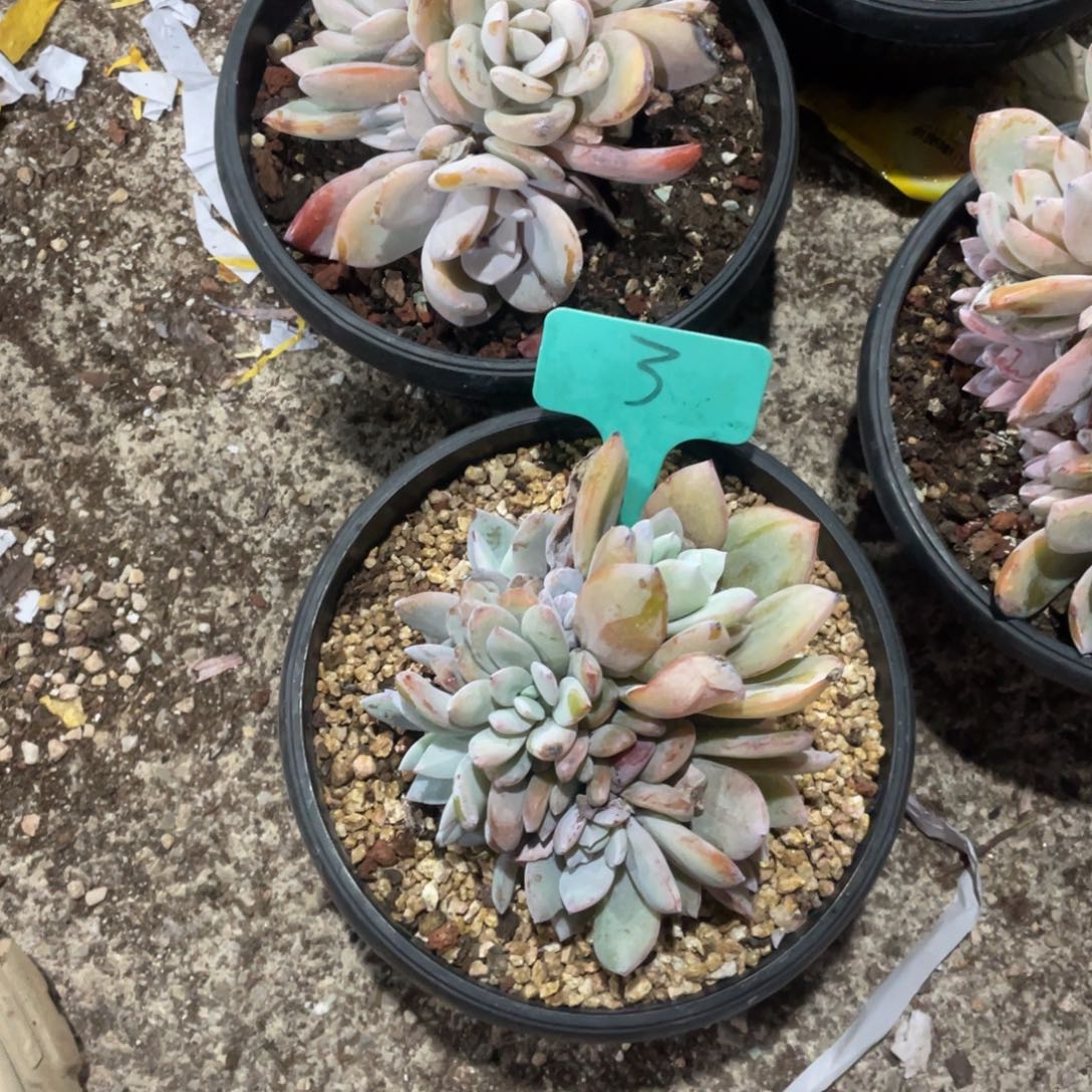 心***动星影缀化多头群生3