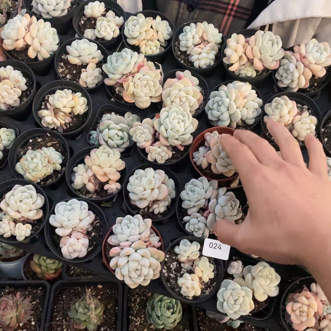 024。     带托架发货。          