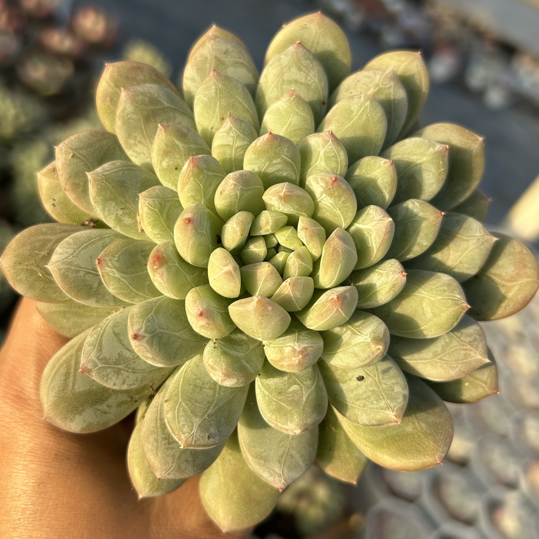 百达翡翠多肉植物   全场满16.8包邮，实物以直播展示为准