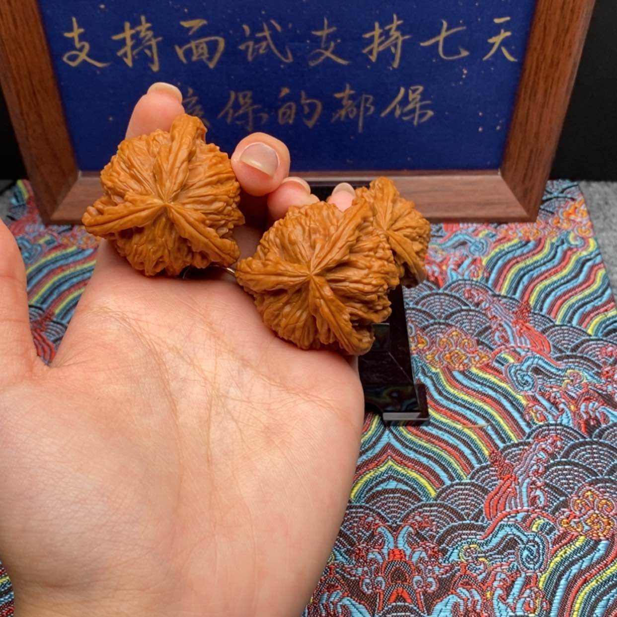 【闪购商品】辽**五白狮