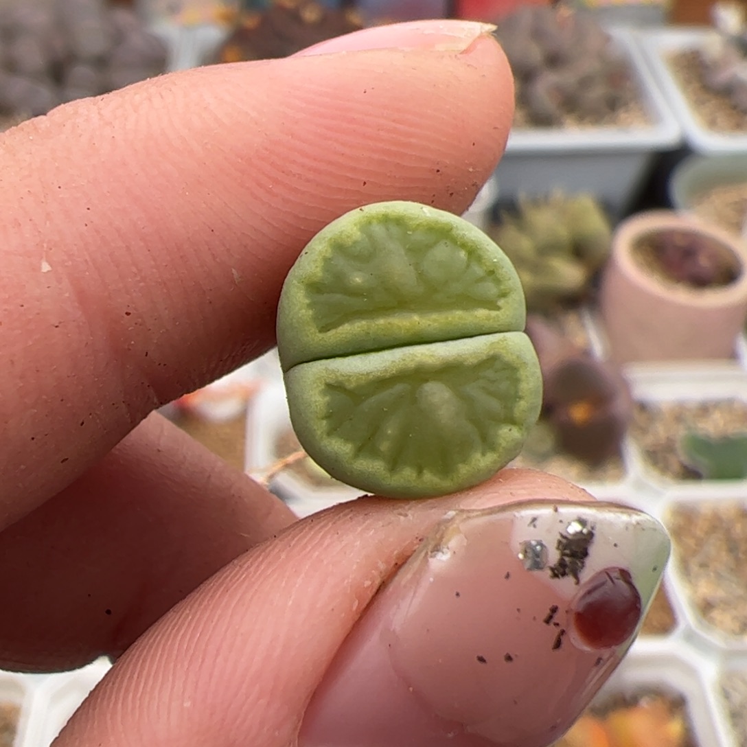 0206号绿菊 多肉植物