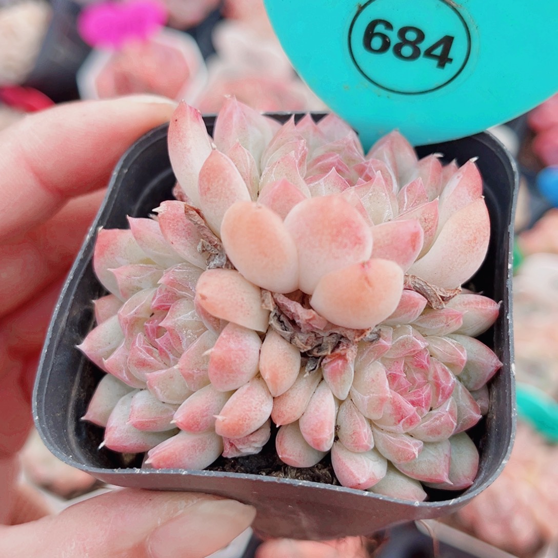 684号小老桩奶油玫瑰群