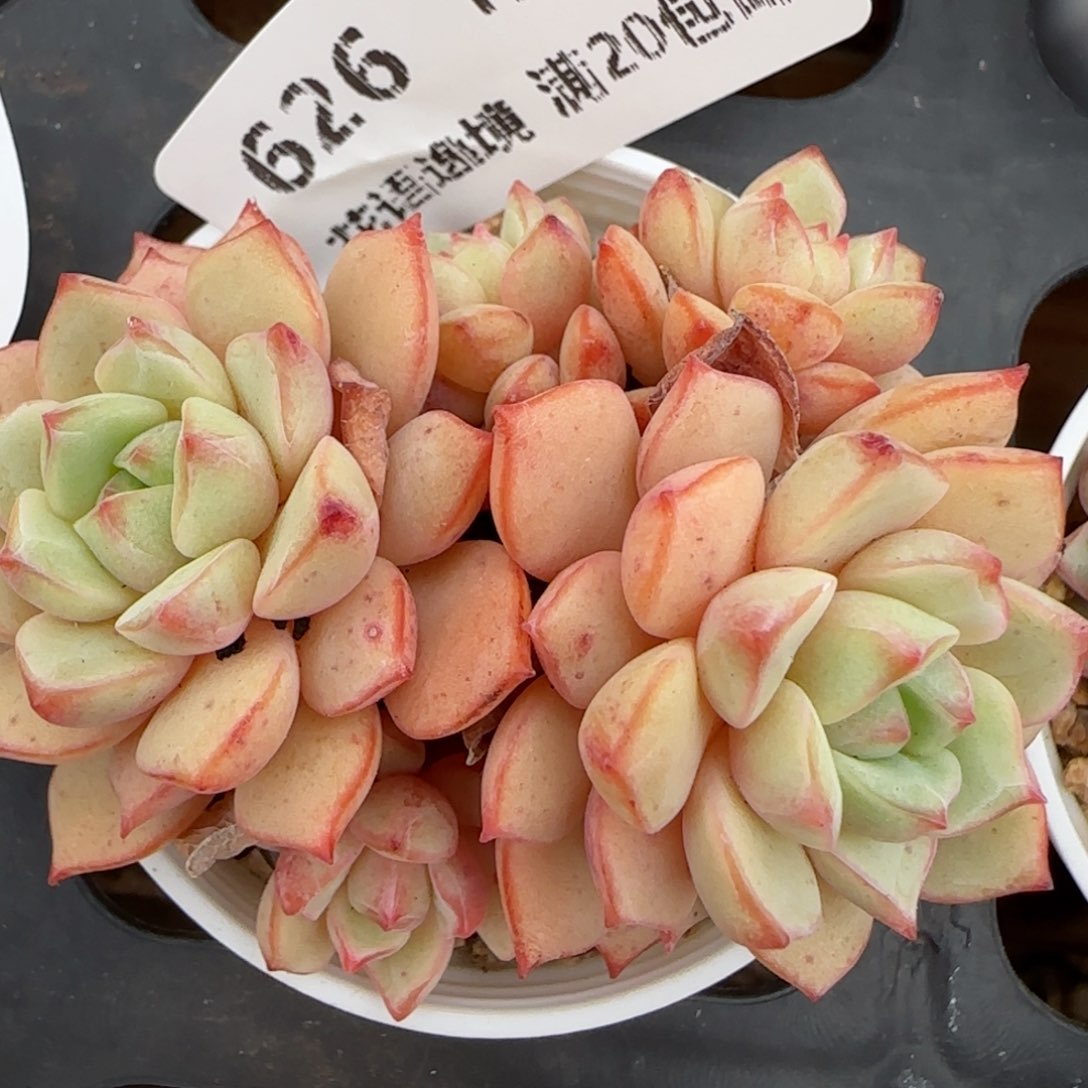 花语逸镜0127-626