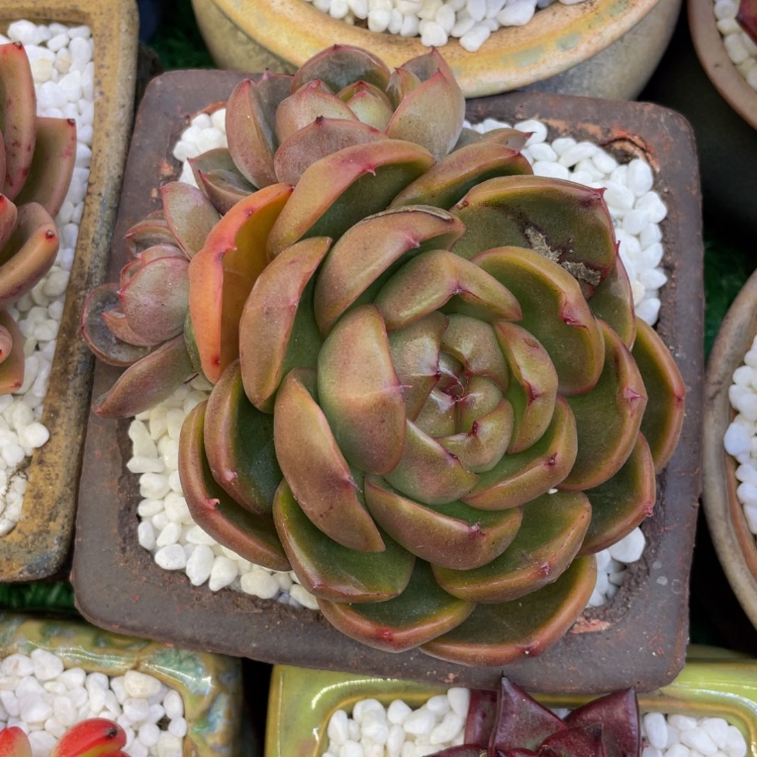 白***白多肉植物盆栽多肉