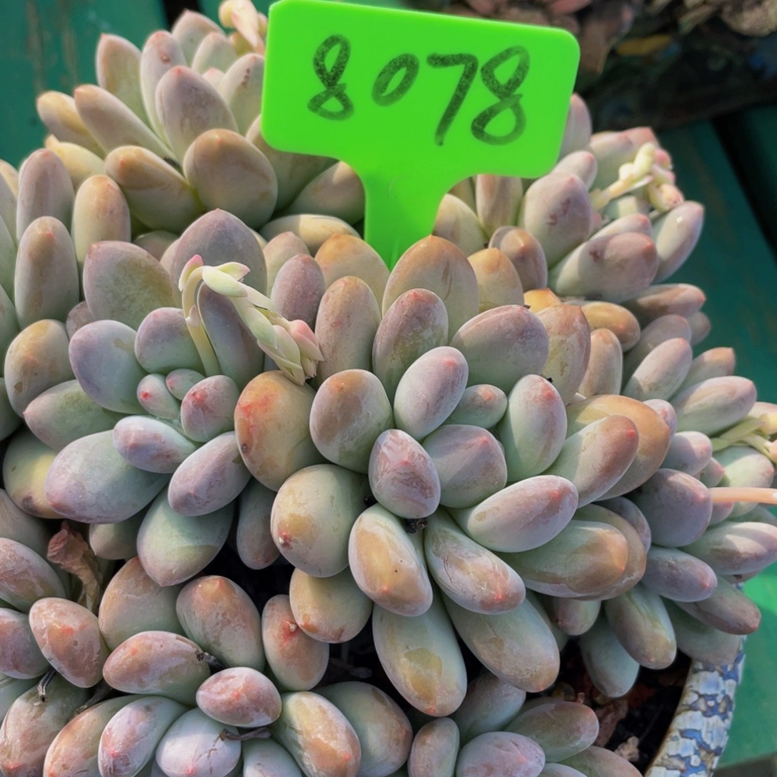 ζ****8078上午多肉植物群生