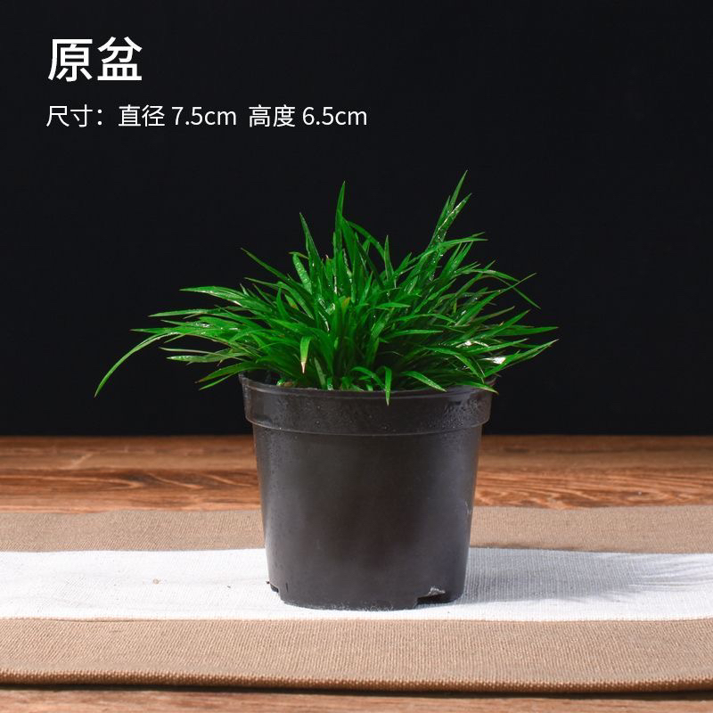 室内优质金钱菖蒲花盆植物可除甲醛适合阳台办公摆放