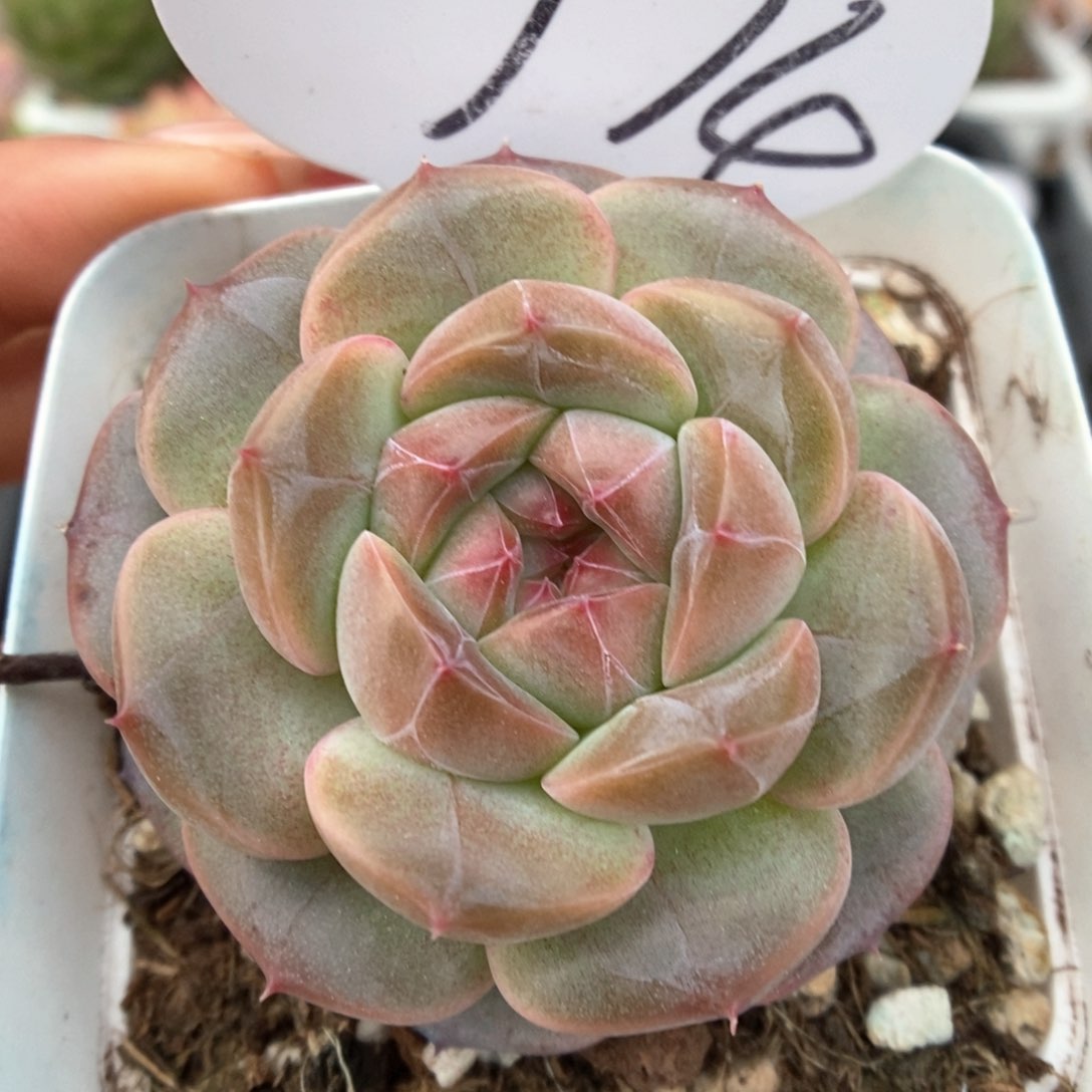 梦岚新品可拍774号。  