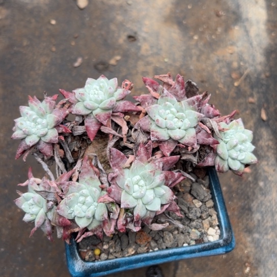 厚叶玫瑰脸苹果叶～一物一拍086