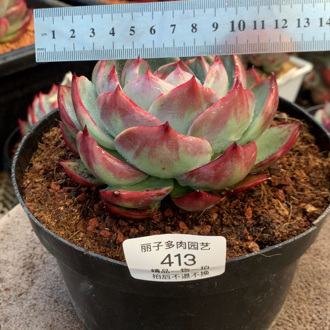413宽叶桃子心拉丝。车厘子红。尺寸12。多肉植物