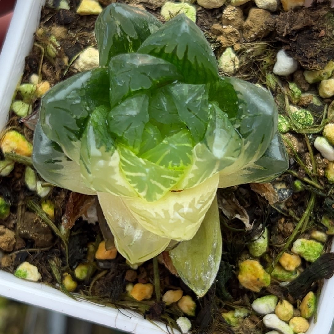 36龙鳞玉露锦一物一拍