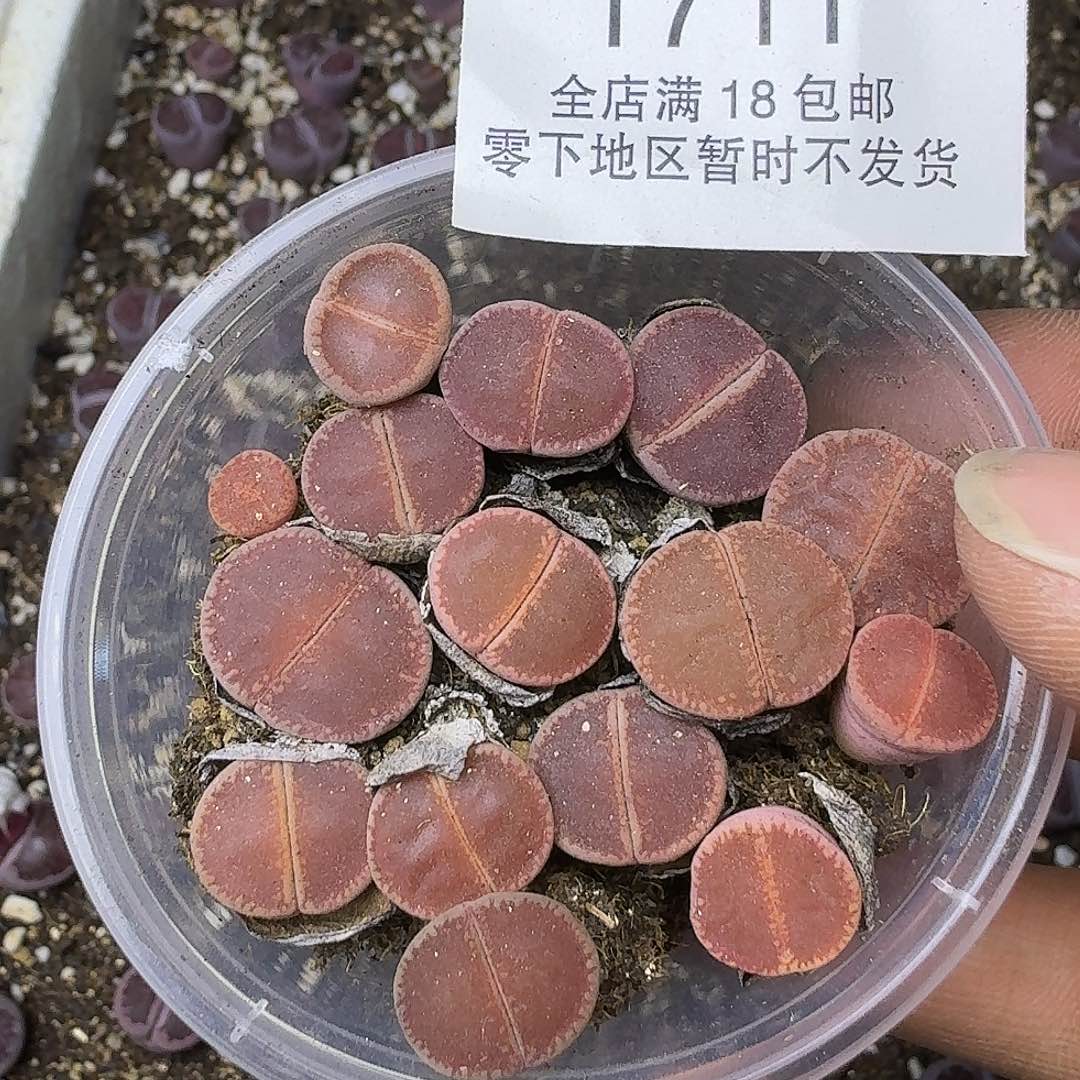 1711 哈哈哈哈哈哈哈哈