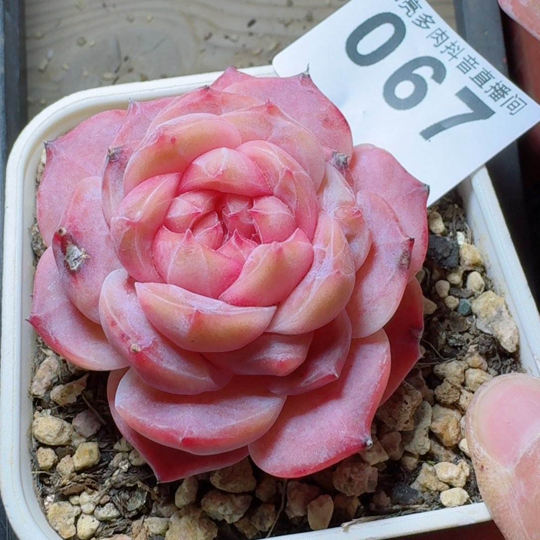 母本冰魄         多肉植物