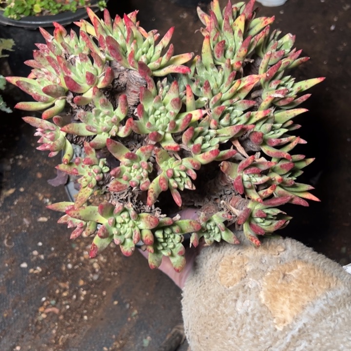 446个哈哈哈哈哈哈哈哈