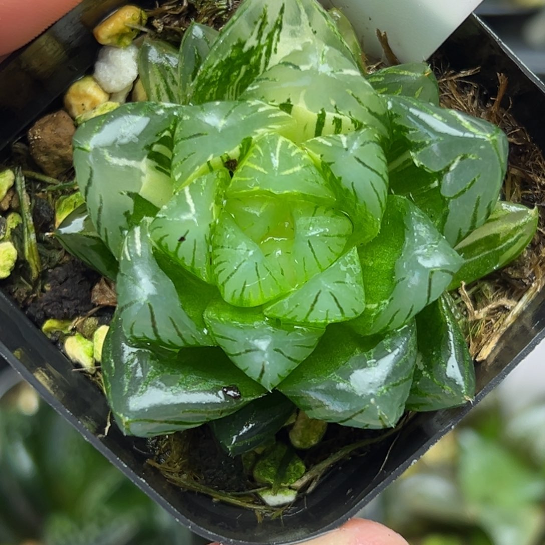 6龙鳞玉露锦一物一拍