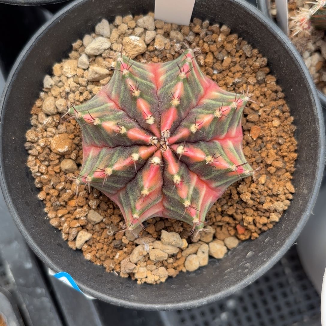 泰系实生米哈仙人球3号