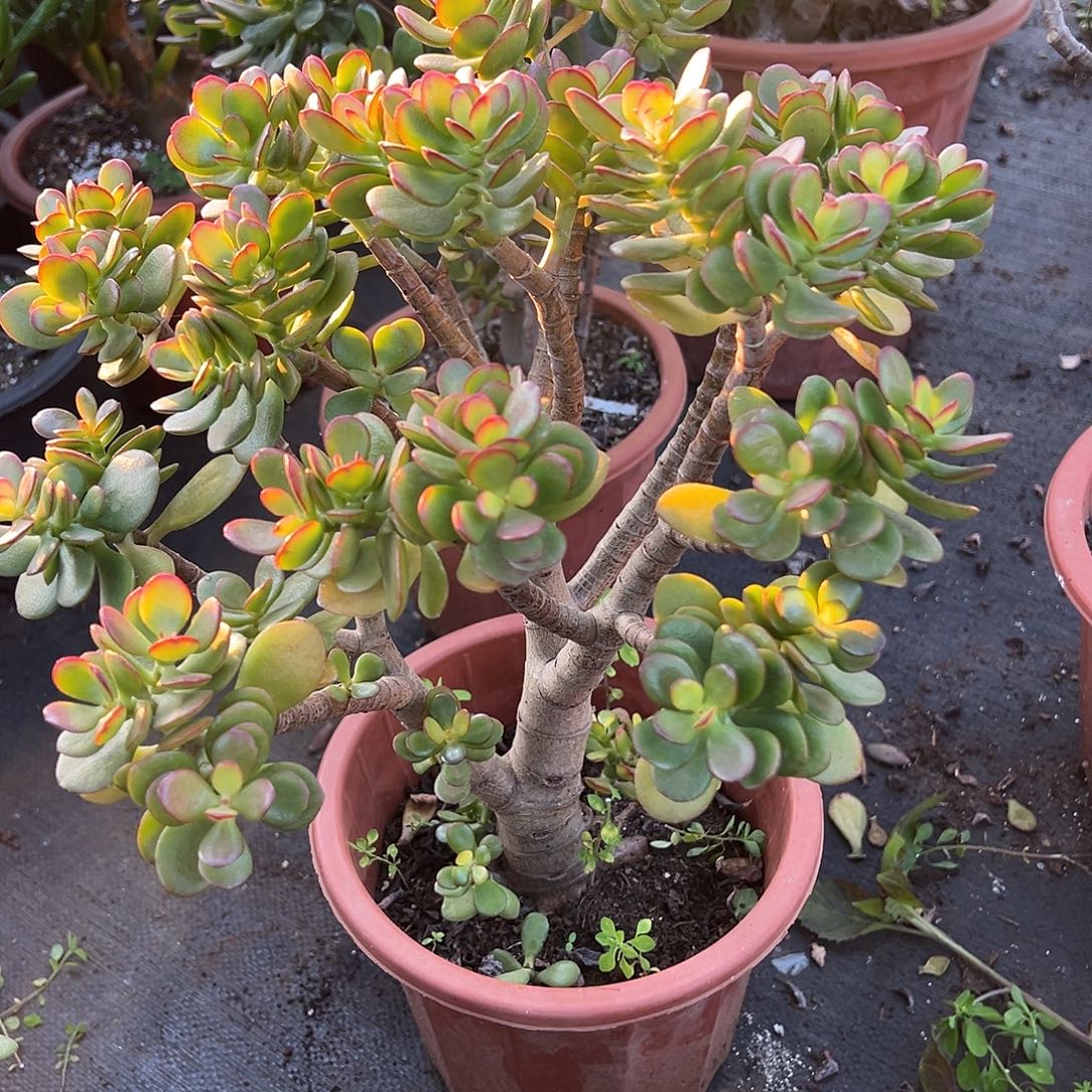 5年摇钱树带土球发货