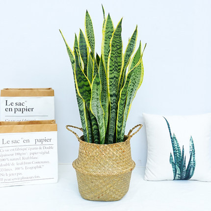 高金边虎皮兰盆栽多肉易活水培植物绿植办公室内花卉客厅大虎尾兰