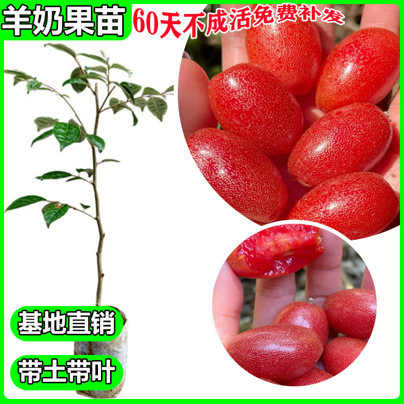 羊奶果苗大果德甜二号密花胡颓子苗大果型嫁接苗木奶果南方种植