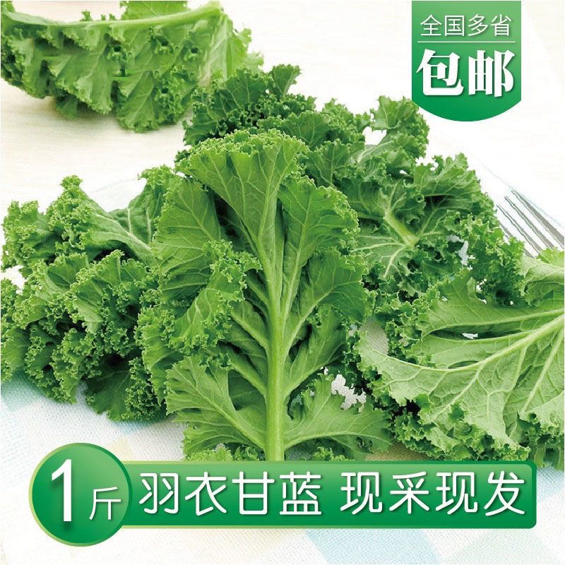 【羽衣甘蓝】新鲜蔬菜嫩叶甘兰菜叶雨衣kale西餐沙拉榨汁食用现摘
