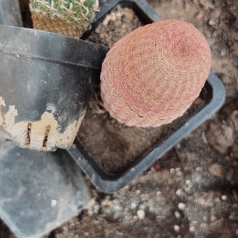 2818处理仙人球的方法