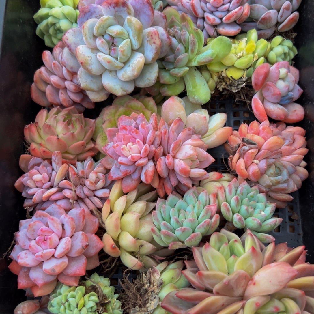 438吃吃吃vvv宝贝红红火火