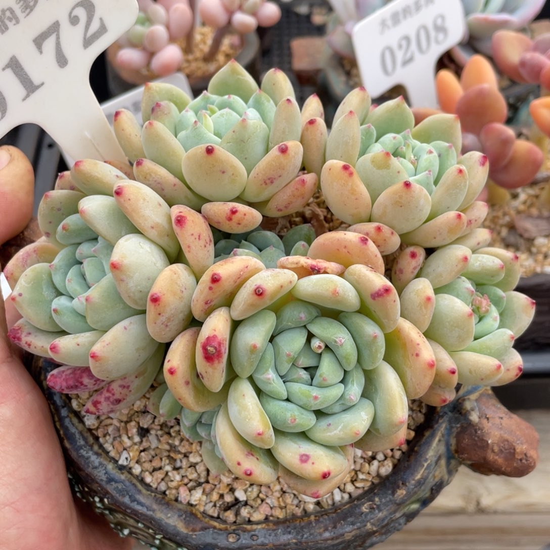 0172望舒不带盆14厘米