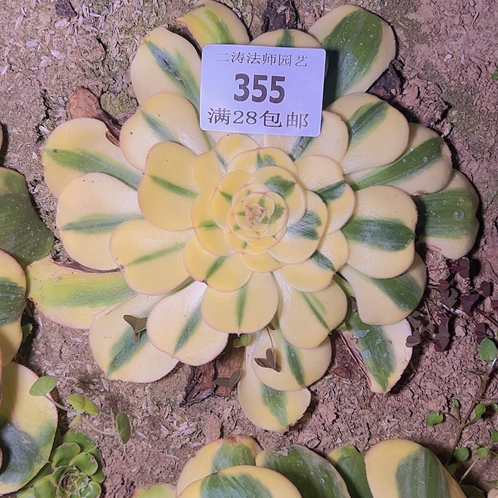 355王妃君美丽多肉植物