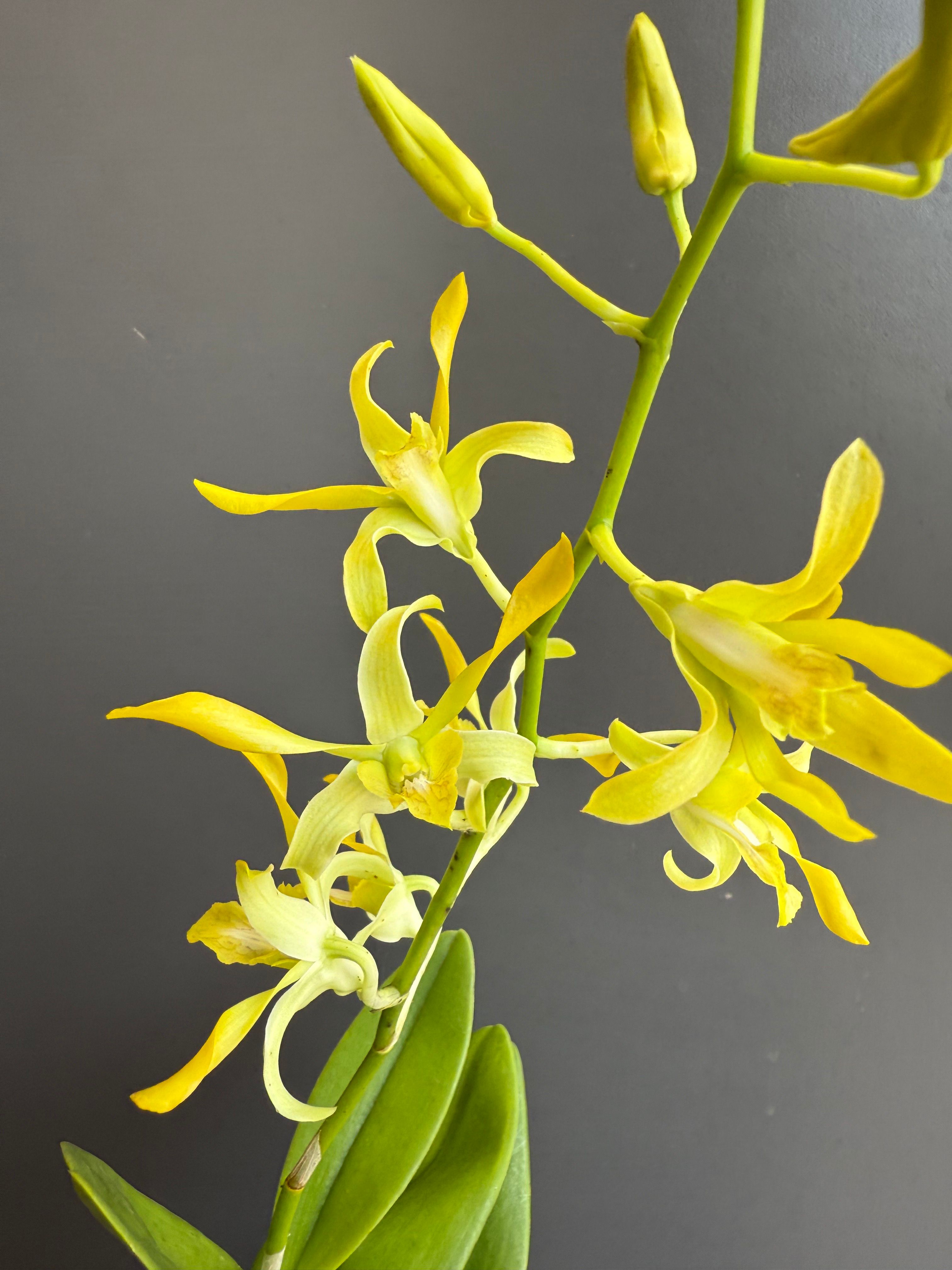 黄金羚羊秋石斛兰带花苞洋兰盆栽适合办公室阳台绿植花卉花苗