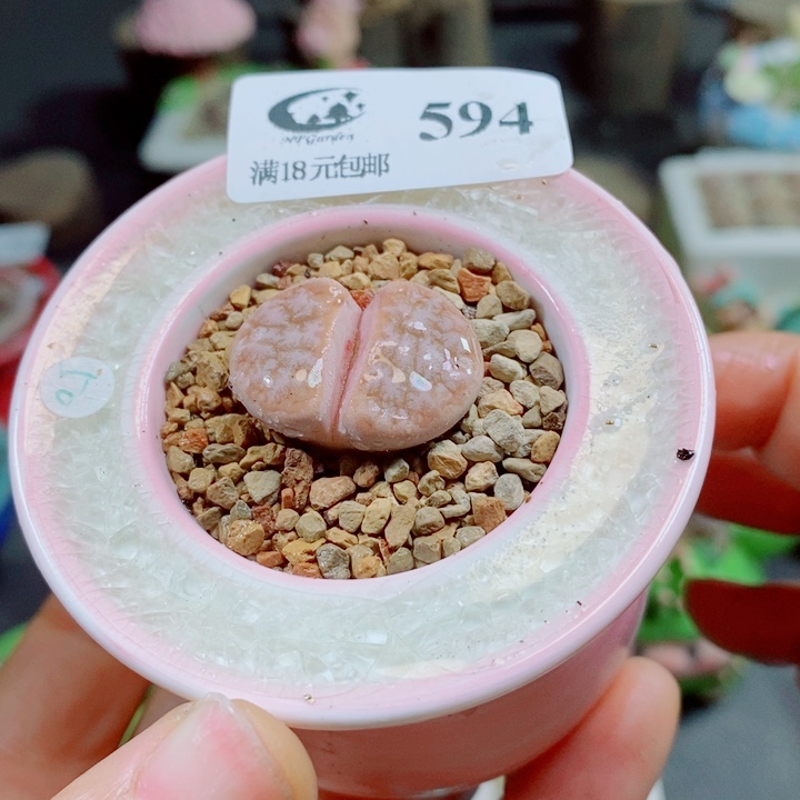 生石花花花花花花花594