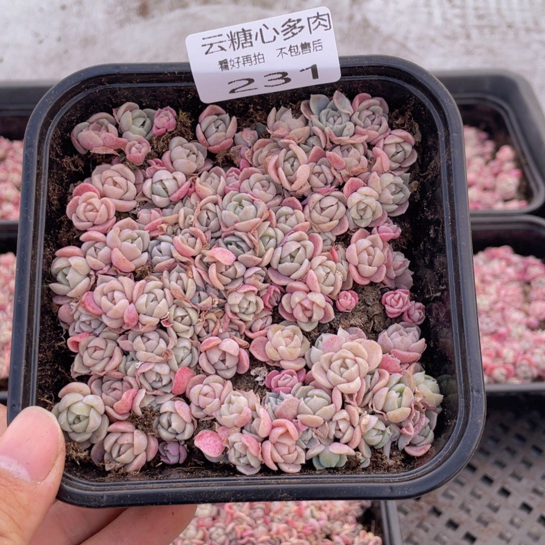 云糖心多肉植物231
