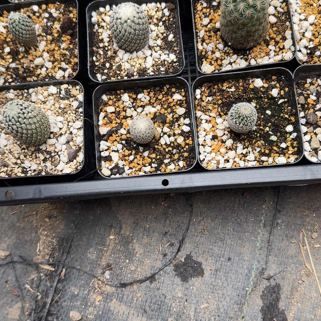 乳突属仙人球实生根一大一小带盆土