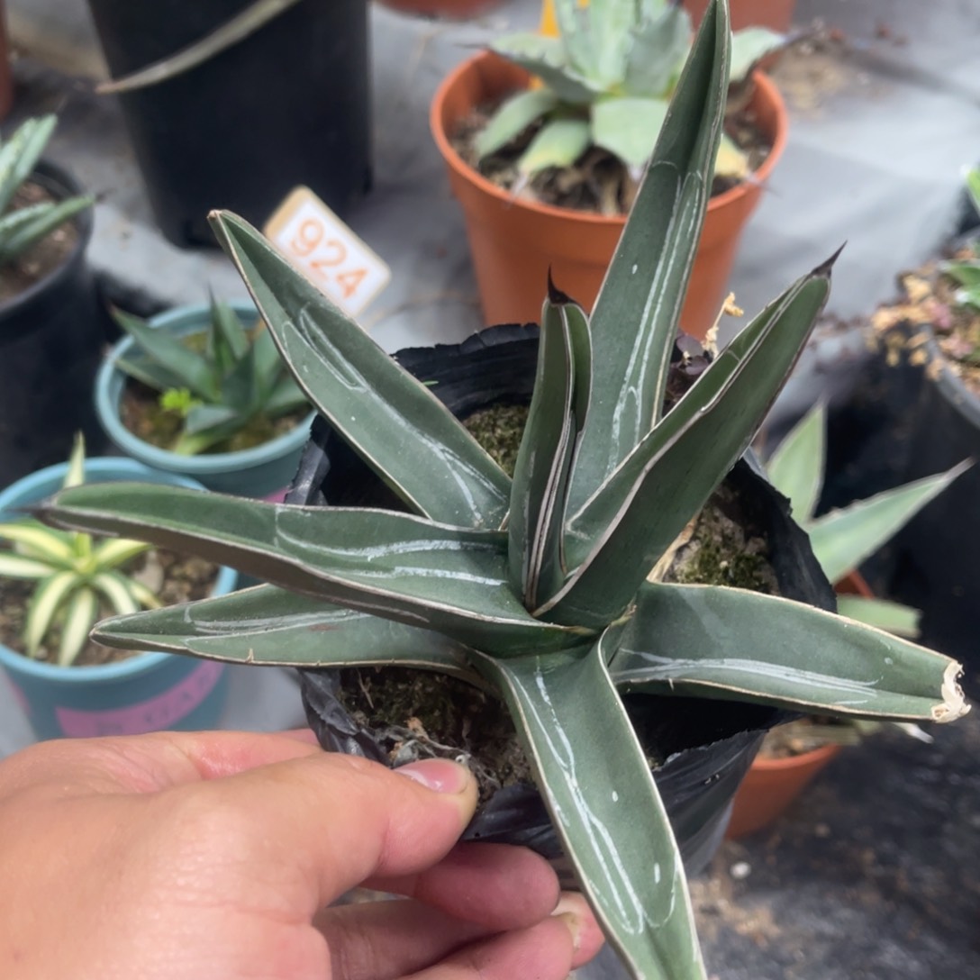 流星龙舌兰笹吹雪