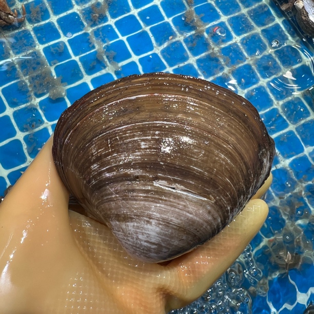 丹东鲜活北极贝壳刺身顺丰发货【保鲜不保活】