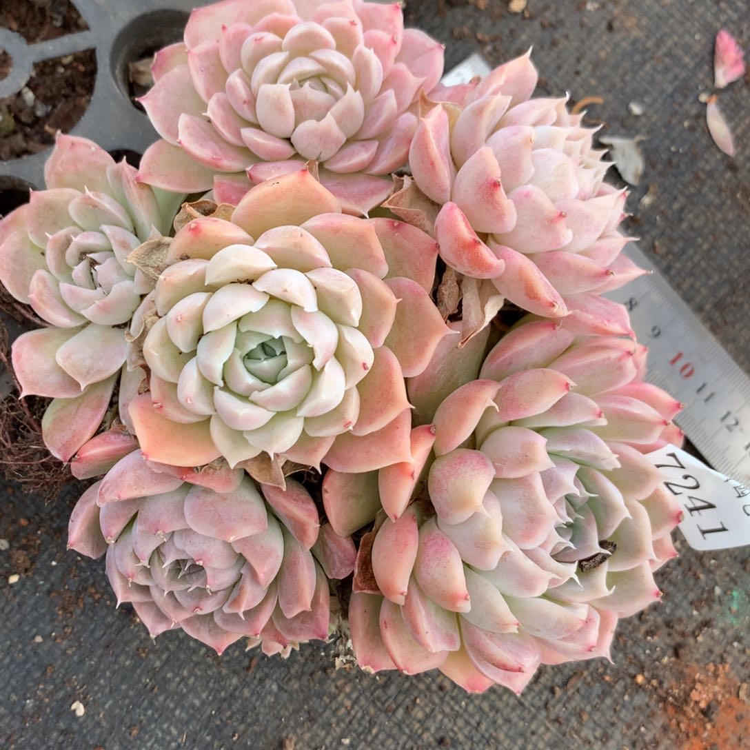 7241散群价不包整散不售后