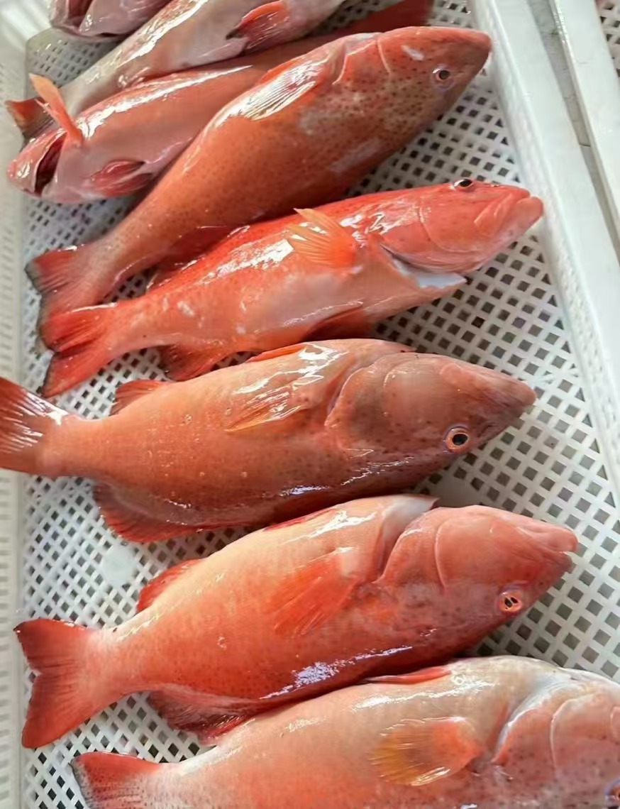 东星斑  海鲜/海鱼以直播为准顺丰包鲜到家