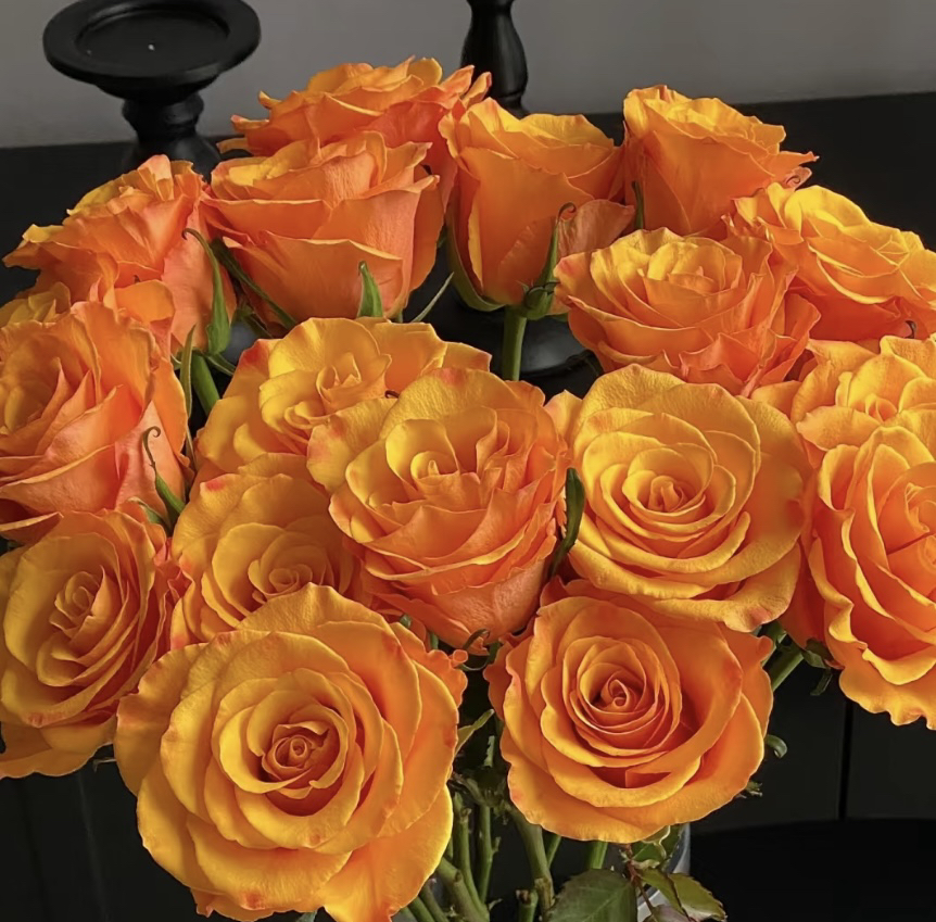 辉煌 黄色大切花四季开花阳台庭院植物好养盆栽地栽苗