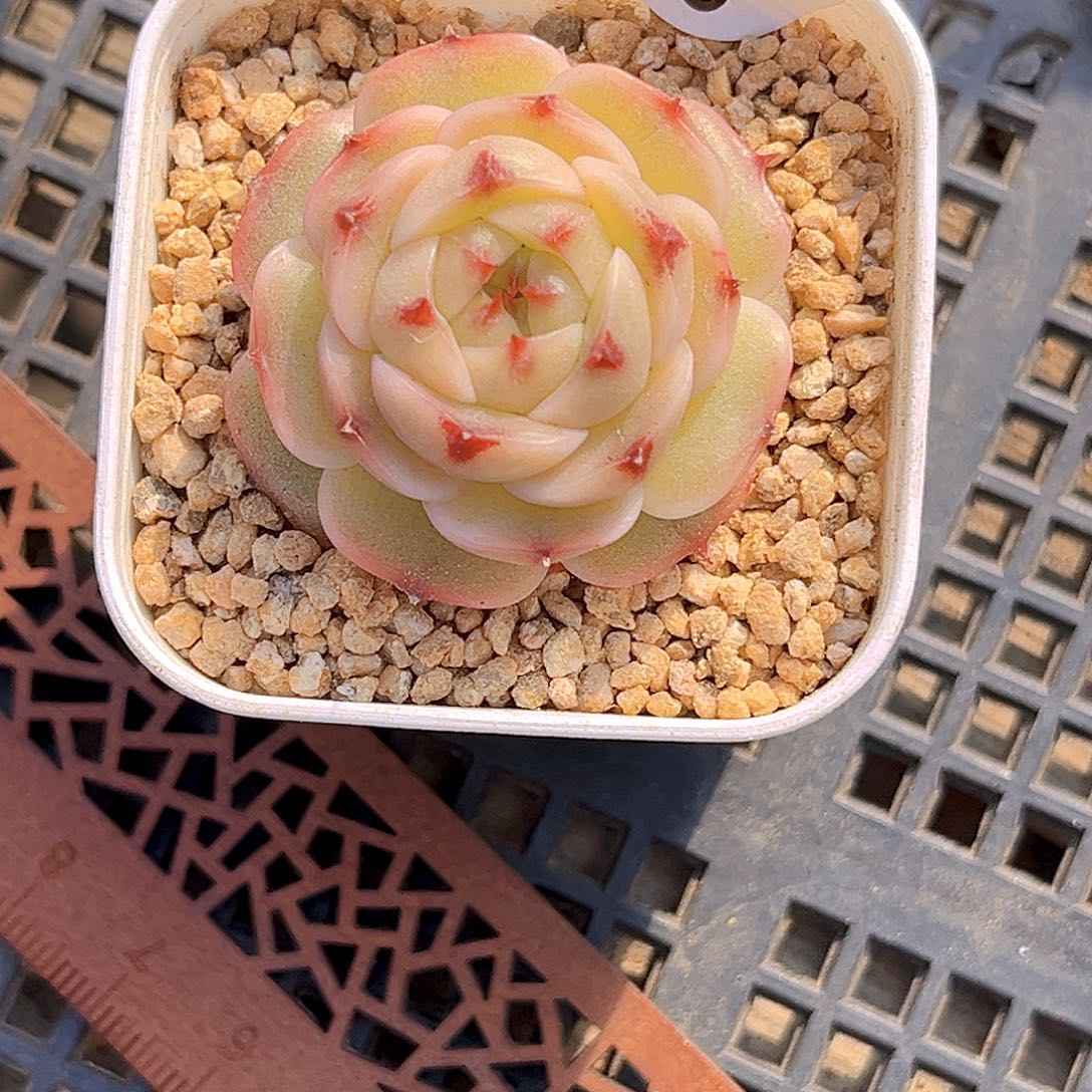 865 放漏  新品珍妮 满18包邮