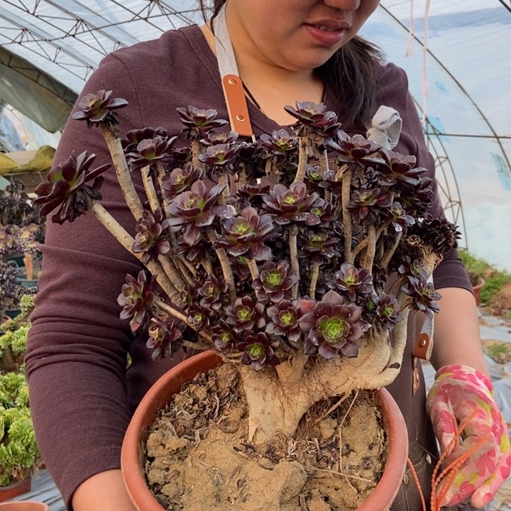 247黑法师缀化老桩