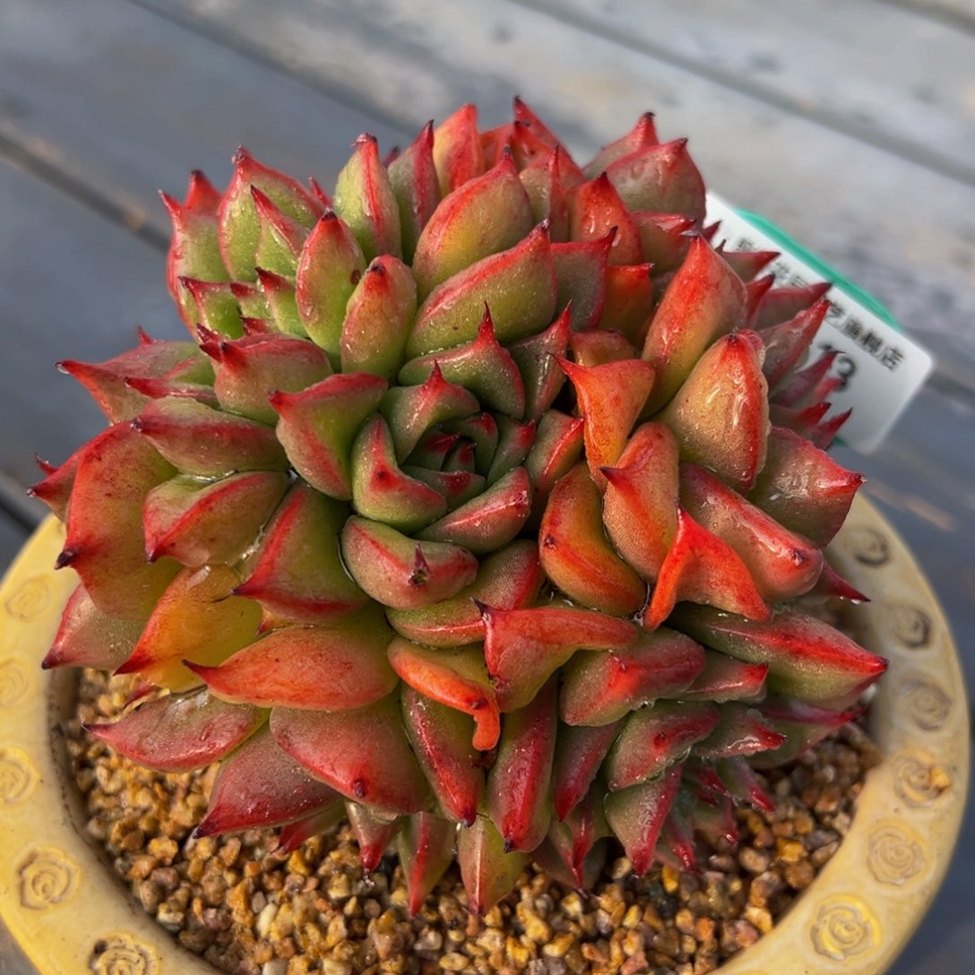 从前慢多肉精选编号0303.13