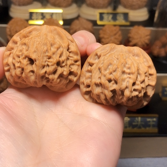 精品：野生秦公子大尺