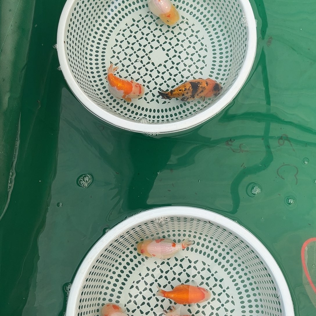 海水鱼泰寿金鱼淡水