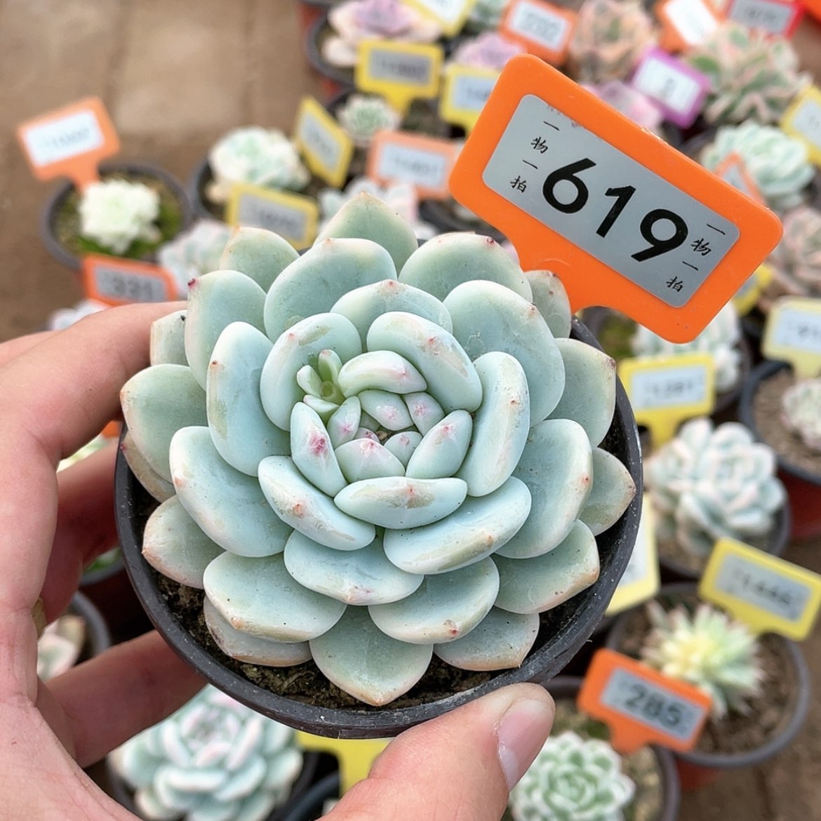 【闪购商品】619号