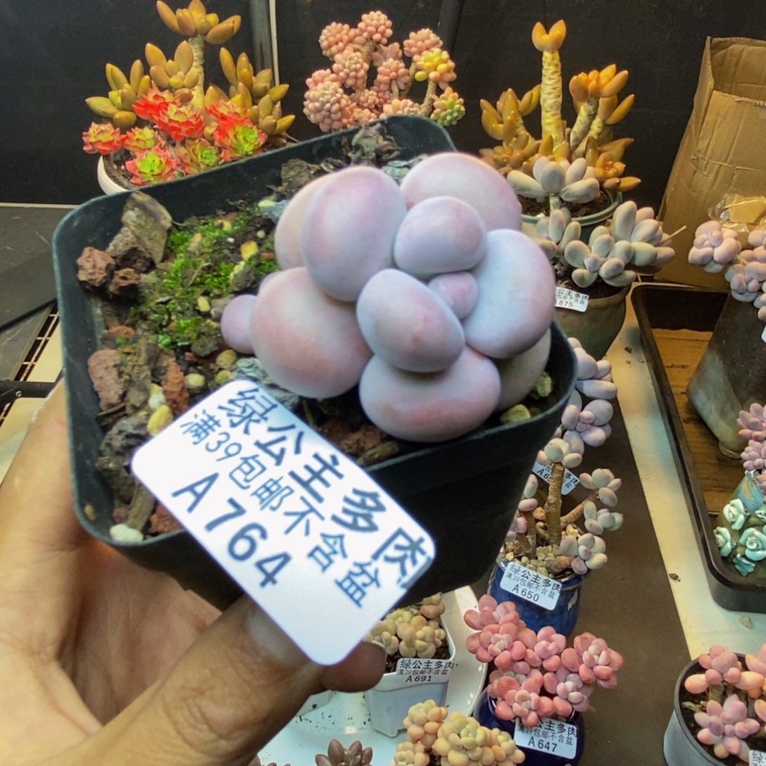764芭比奶多肉3c m