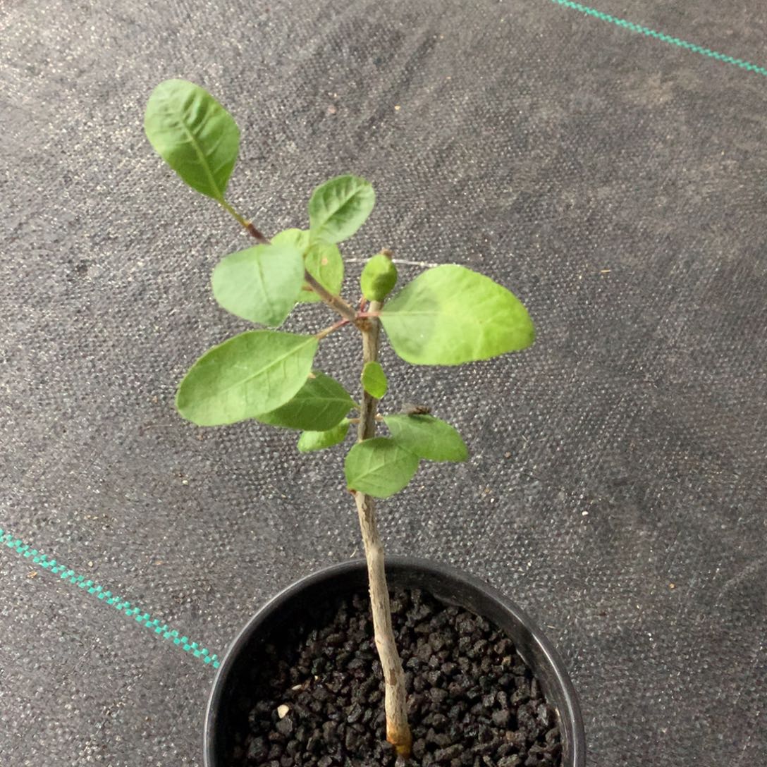 言***言舍特达利裂榄扦插带盆土