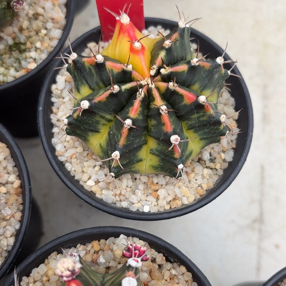 161-1107泰国发货多肉