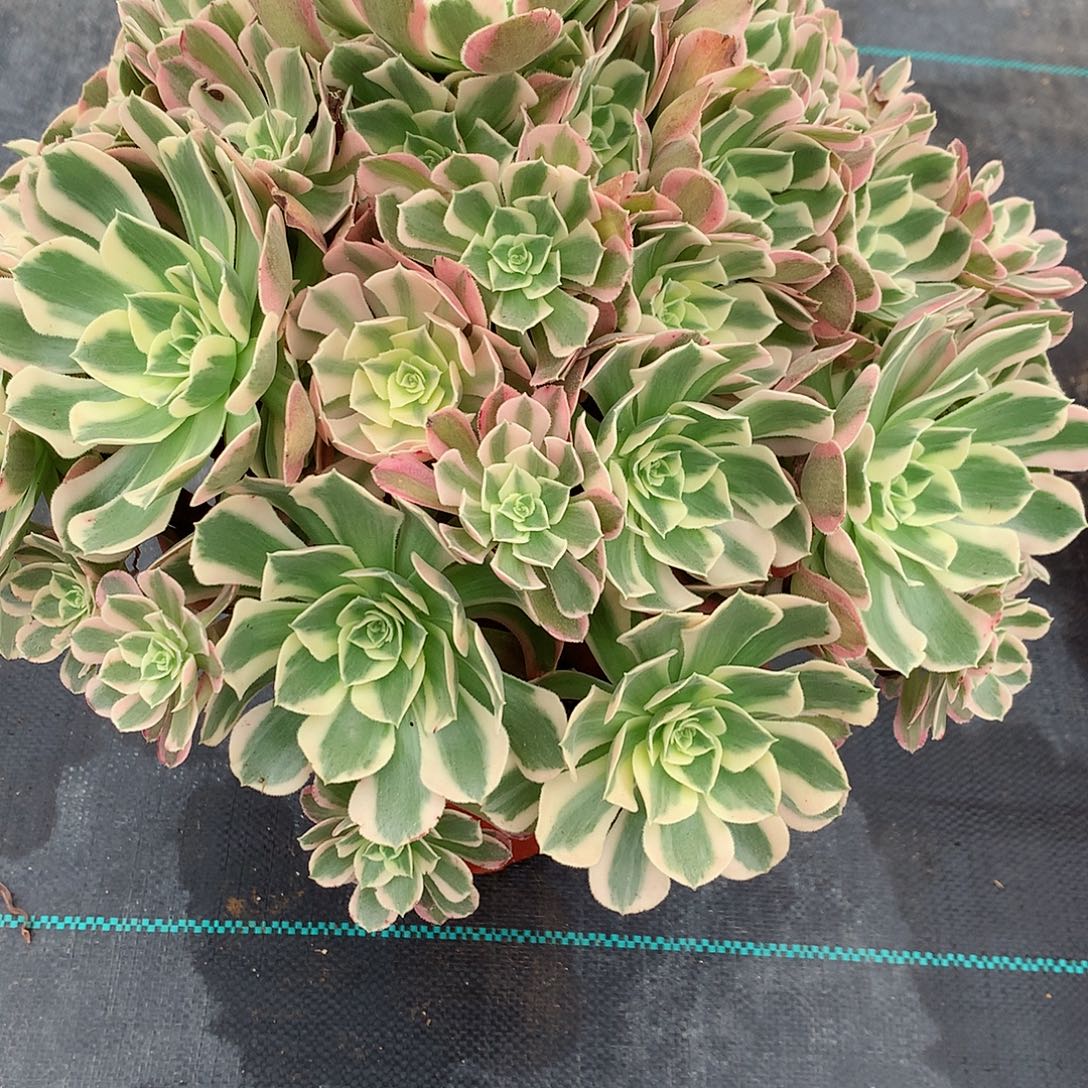 火***人完全开放法师图片多肉植物