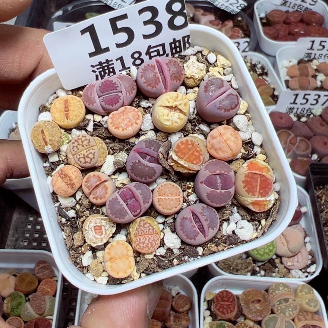 【闪购商品】 1538。   