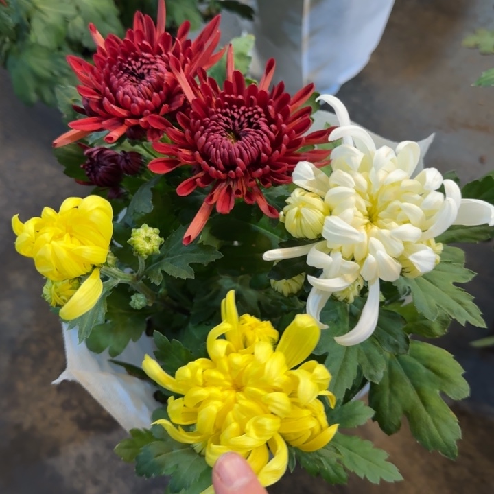 140规格龙爪菊红白黄盆栽