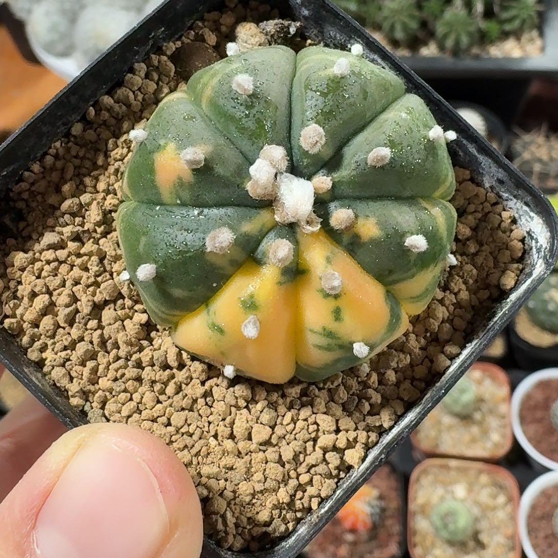 兜锦仙人球123456